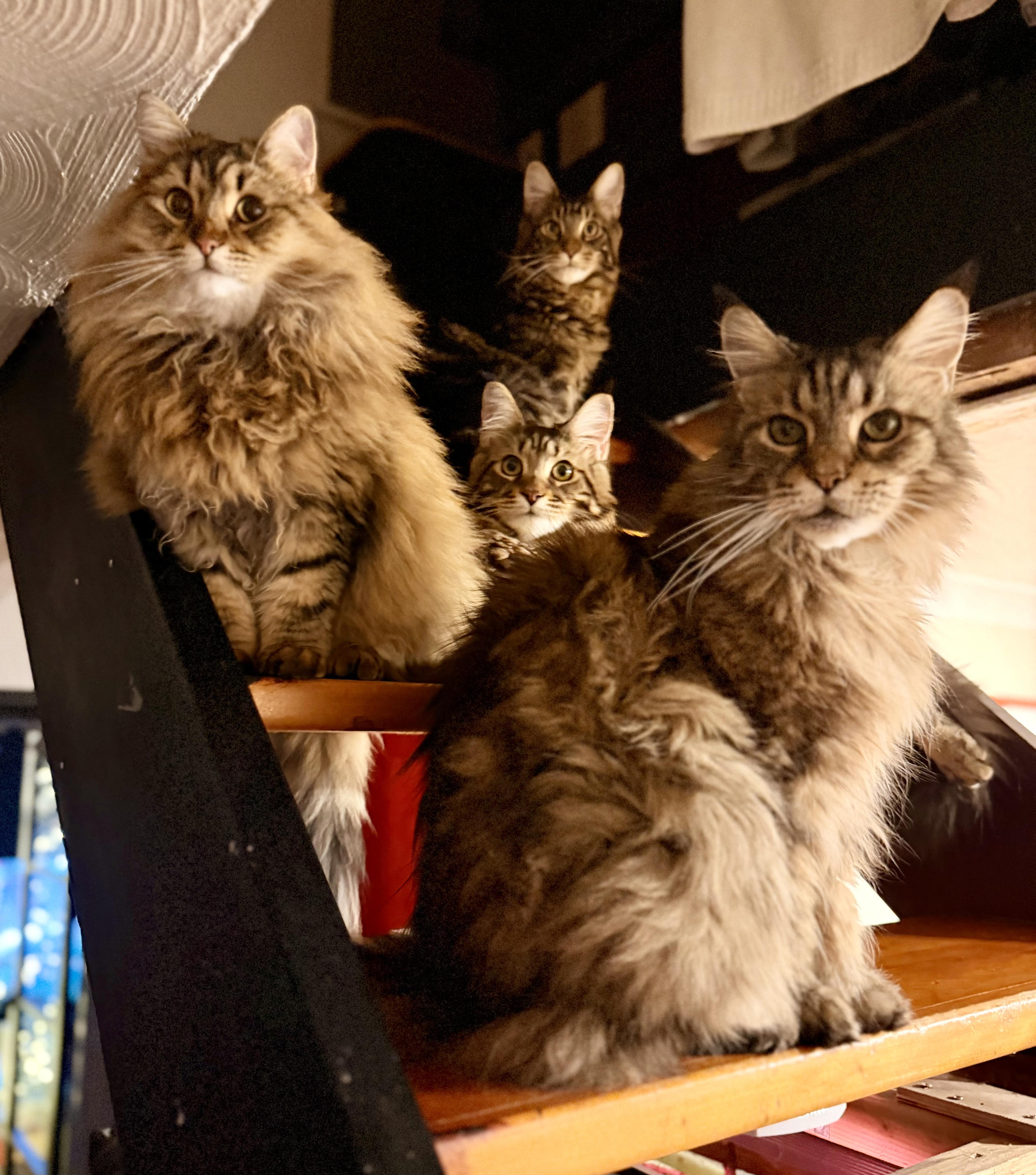 The Maine Coon Cats